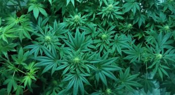 Hemp Hulling Co acquired by Queensland Bauxite Limited