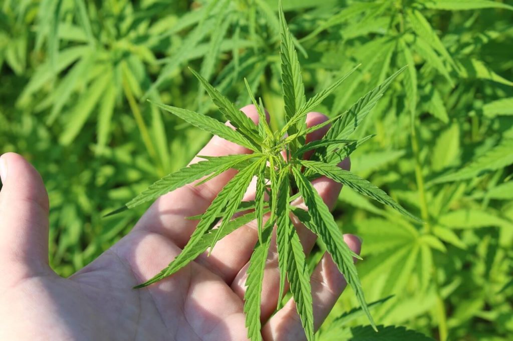 US farmers are looking at hemp for better opportunities