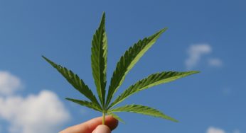 Hemp Market 2018: Positive signs that the industry will continue to grow