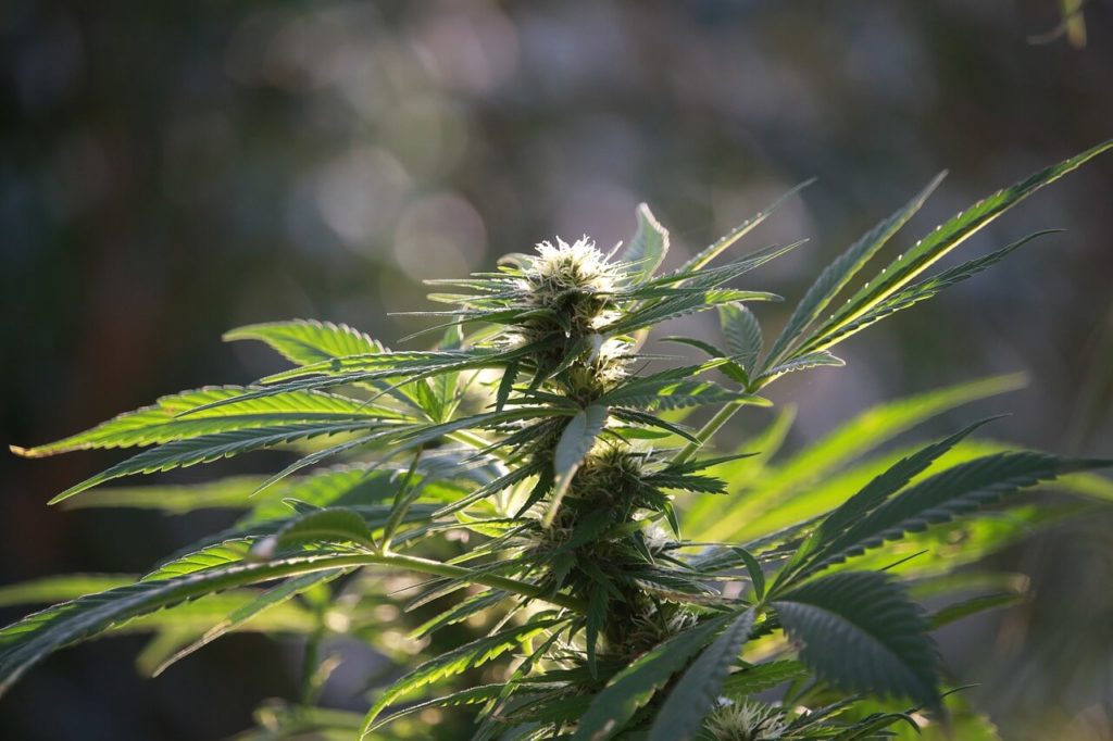 US, Canadian cannabis firms partner for legal hemp cultivation
