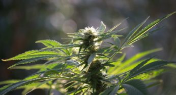 US, Canadian cannabis firms partner for legal hemp cultivation