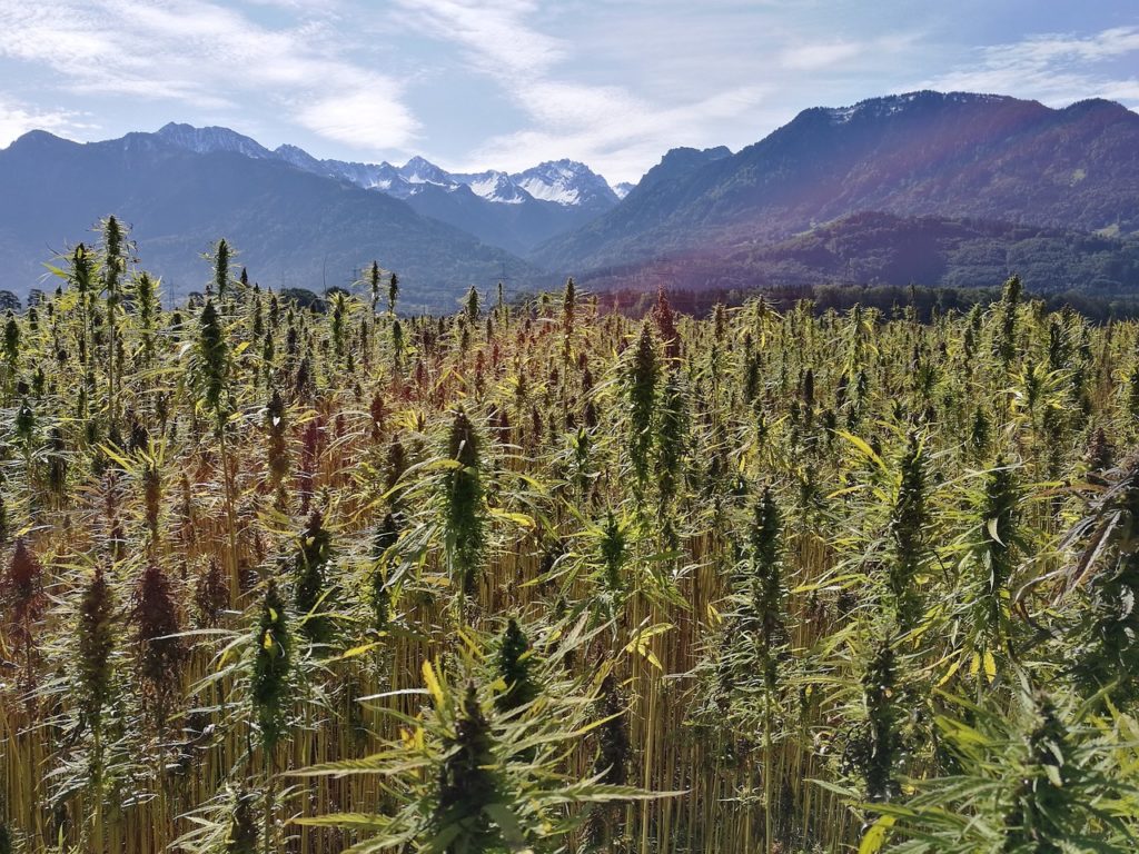 hemp field