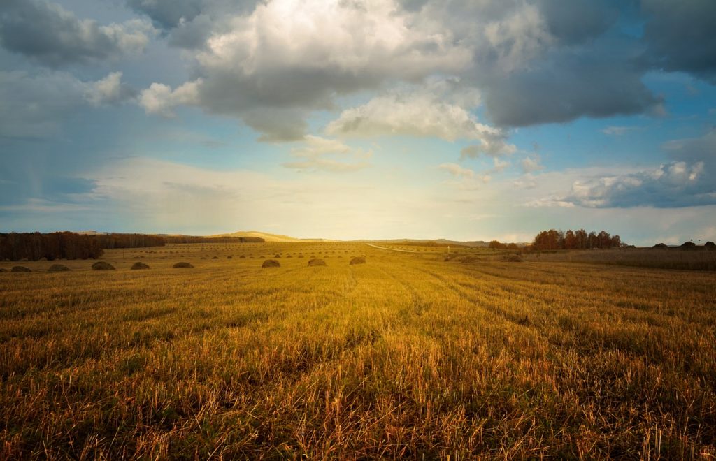 Canadian hemp field