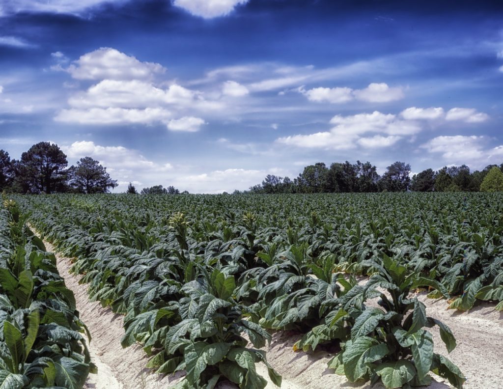 Tobacco farm