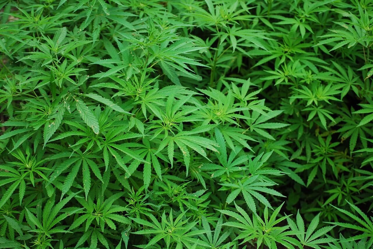 marijuana plants from cannabis companies