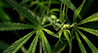 Hemp advocates believe the crop could boost rural economies