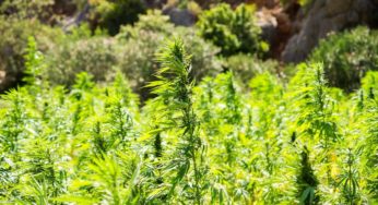 Oregon hemp farmers expect massive growth in the industry