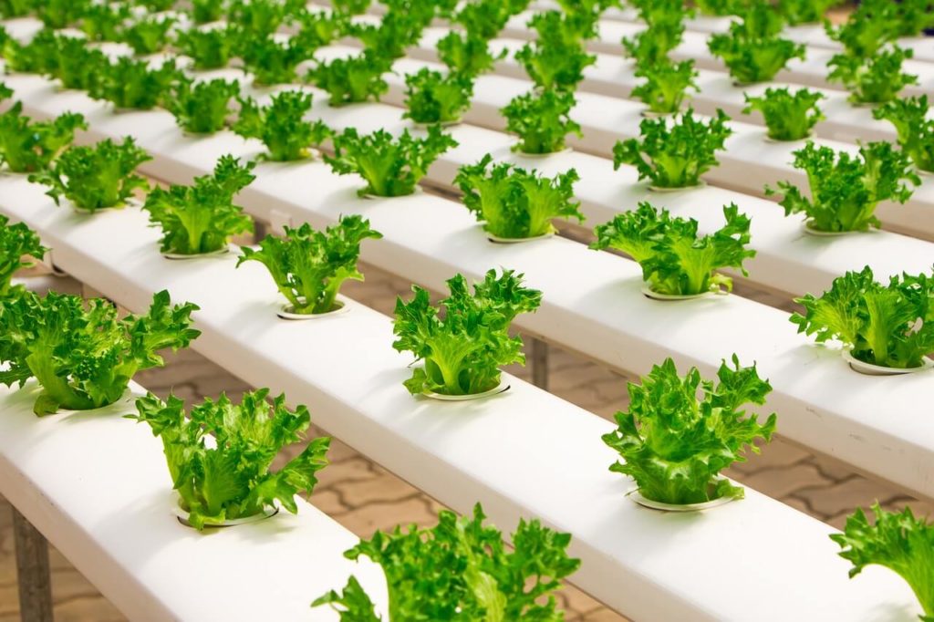 The merits of hydroponics as an effective method of growing cannabis