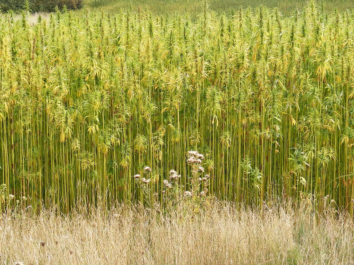 hemp field