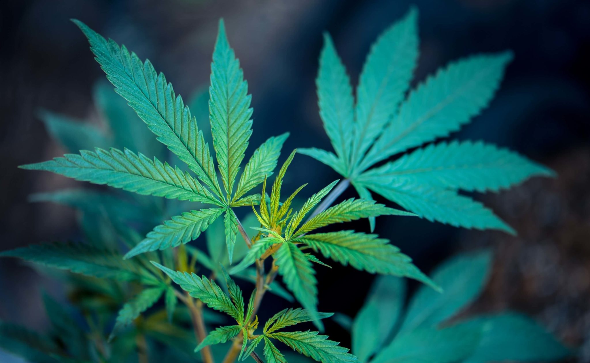Marijuana plant