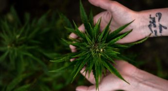 First Southern Hemp Expo showcases the developing industry