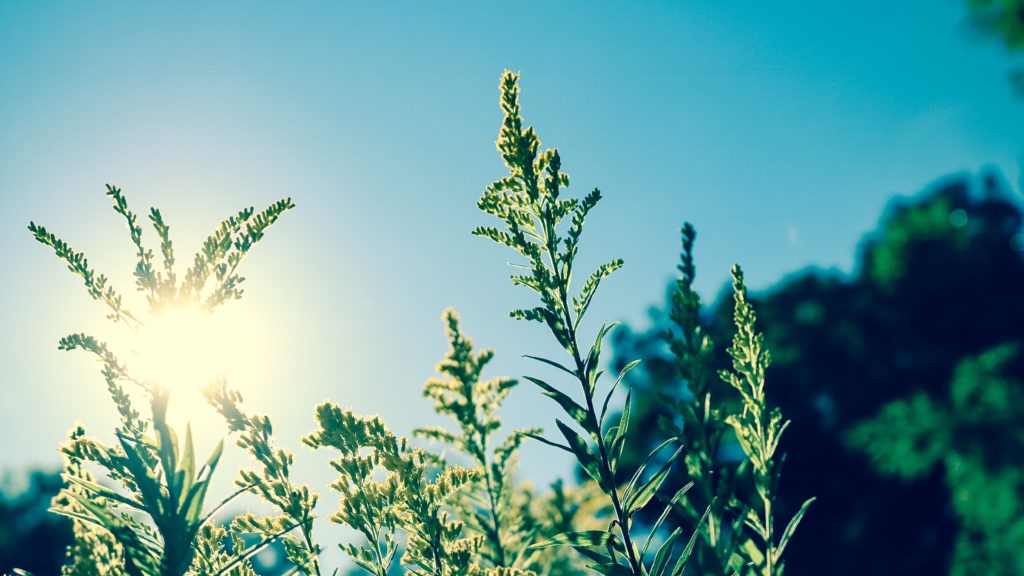 Hemp plants