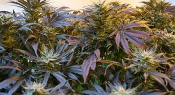 Blühen Botanicals to open largest hemp facility in Tennessee