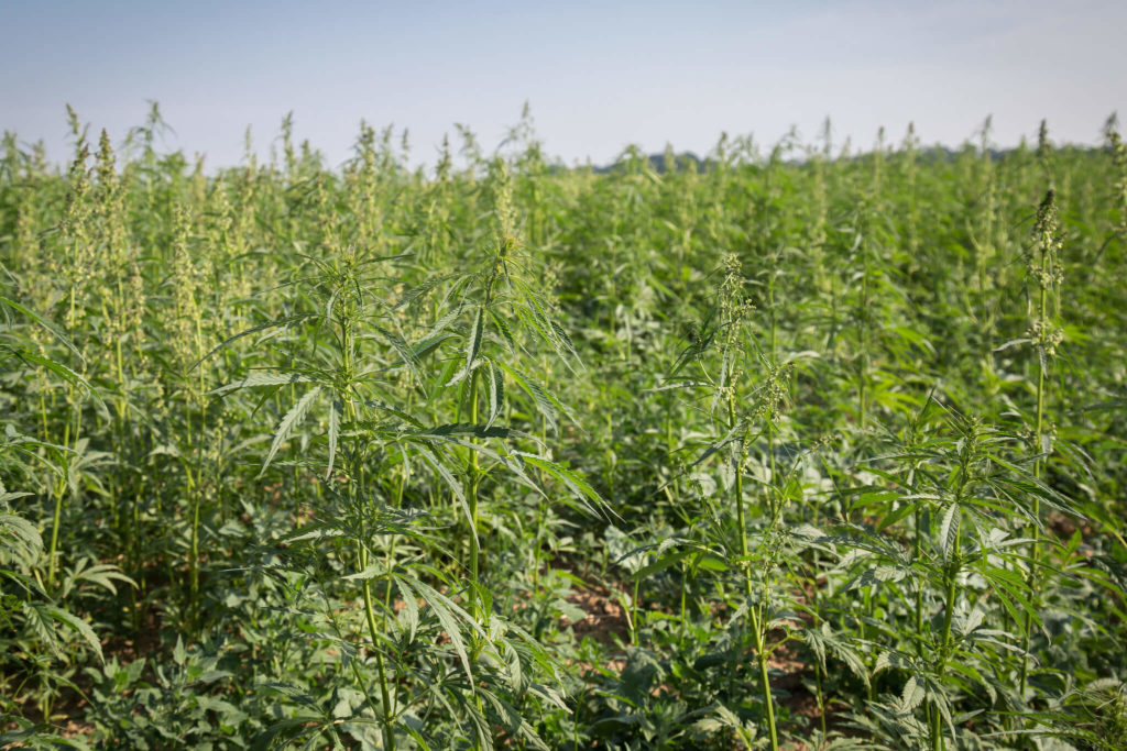 2018 Farm Bill’s lines for industrial hemp bring changes