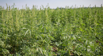 2018 Farm Bill’s lines for industrial hemp bring changes