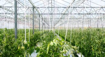 Appleton greenhouse in Wisconsin presents hemp opportunities