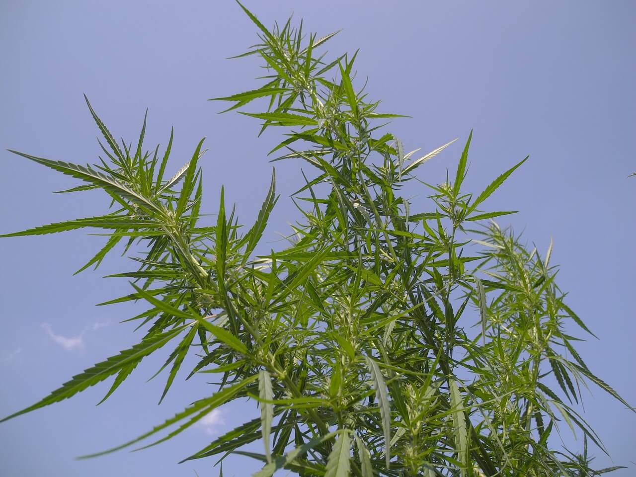 hemp plant