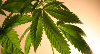 Hemp becomes ideal ‘green’ venture for socially responsible entrepreneurs