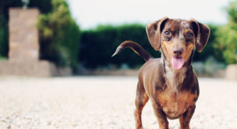 Phyto Animal Health extends retail capacity with new agreement