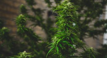 Hemp stocks possibly the next leader in the cannabis industry
