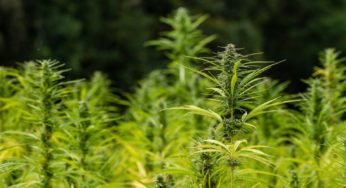 Industrial hemp can be grown legally under the new Farm Bill