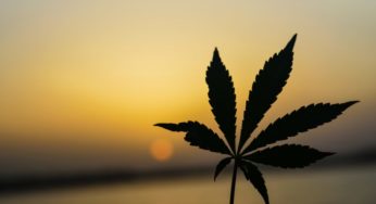 2018 Farm Bill could bring hemp, CBD products in major retail chains