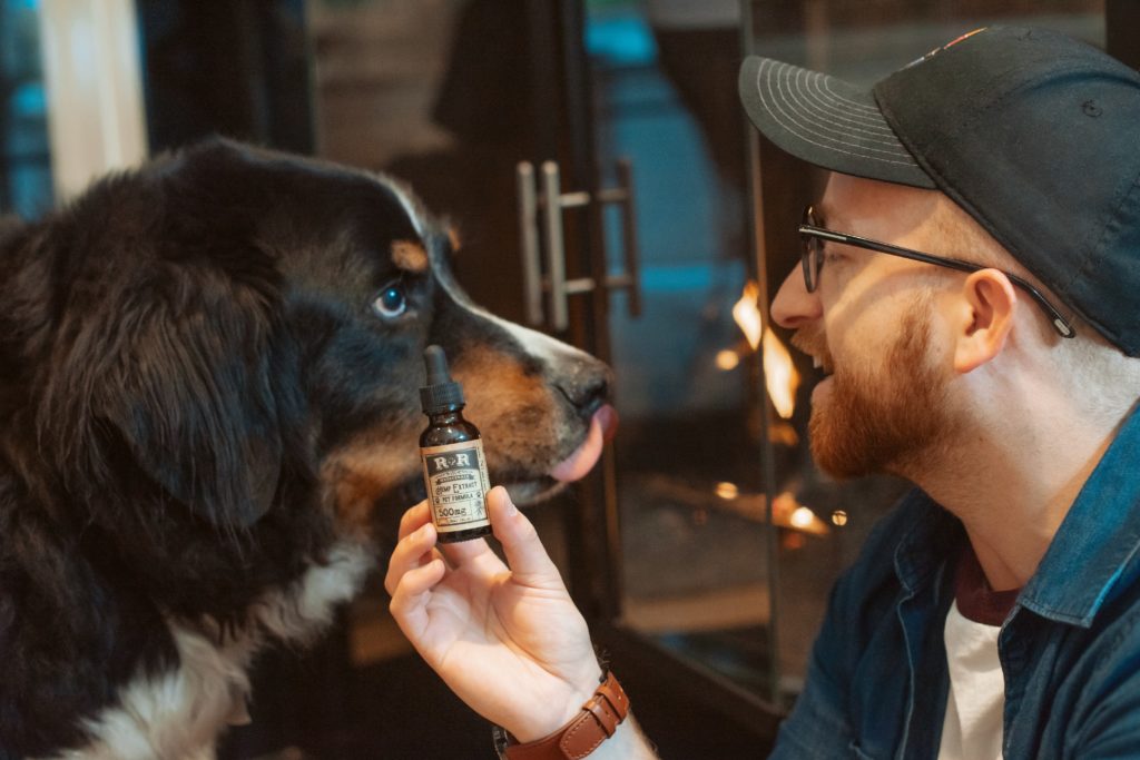 CBD Oil, dog