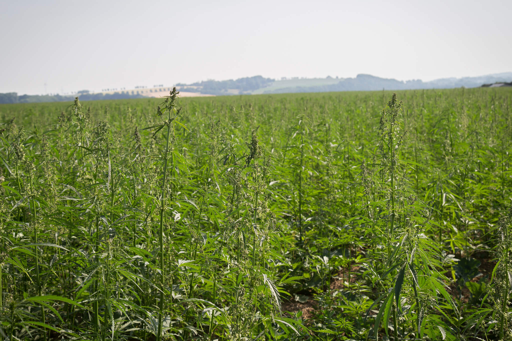 cannabis field