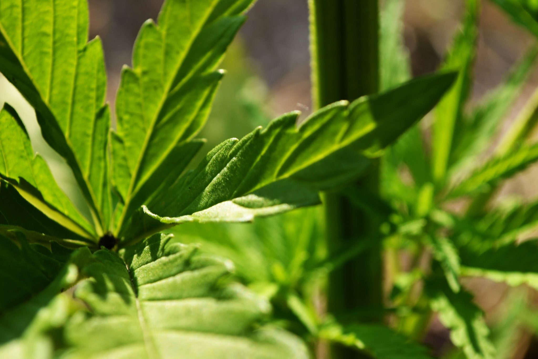 hemp plant