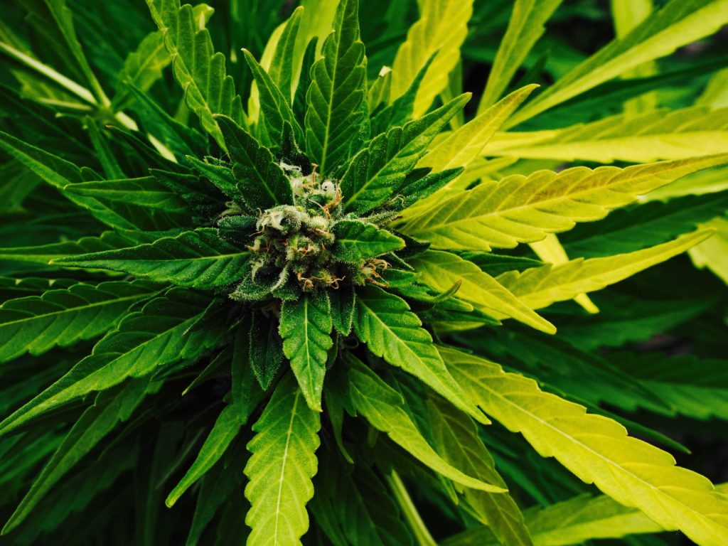 Are Marijuana ETFs the Way to go in 2019?