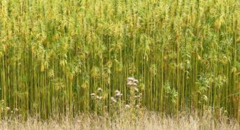 The Best Uses of the Wonder Plant Hemp