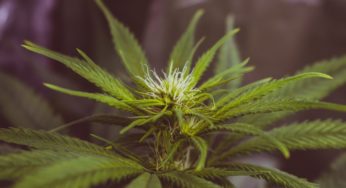 How CBD is Faring Under the Breakthrough 2018 Farm Bill
