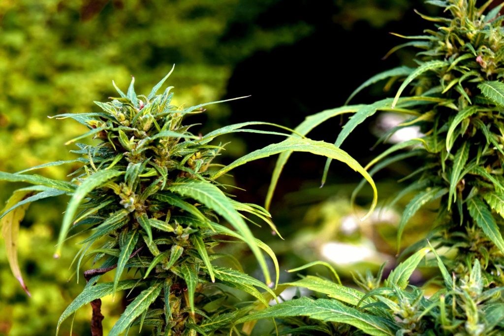 The difference between marijuana and hemp