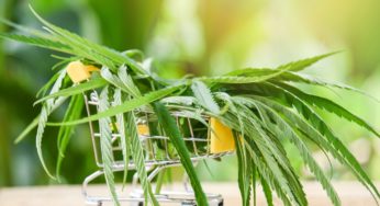 Cannabis Stocks Worth Considering for 2019