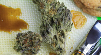 Novel food and cannabis: A positive outcome of the meeting in Brussels