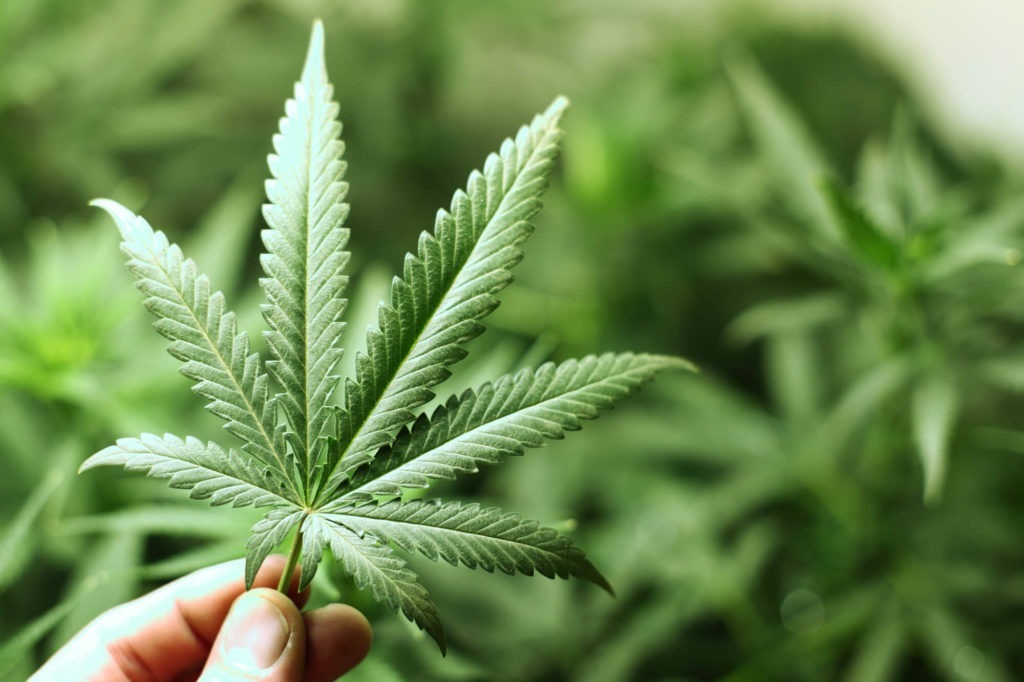 The University of La Plata develops cannabis seeds
