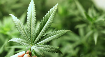 The University of La Plata develops cannabis seeds