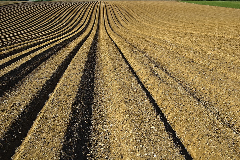 hemp production