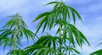 What to expect from cannabis for the rest of 2019