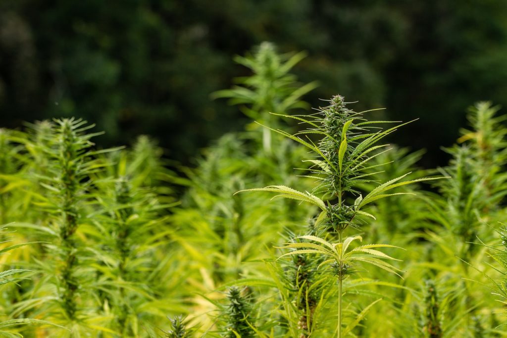 cannabis field