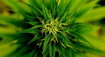 French MPs call for a fact-finding mission on hemp well-being