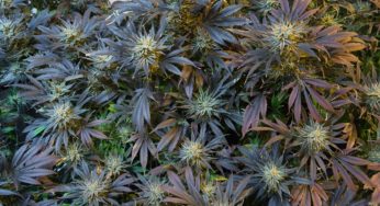 Canadian LPs buy European hemp companies