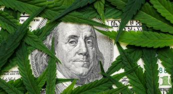 The nascent cannabis market and its growing appeal