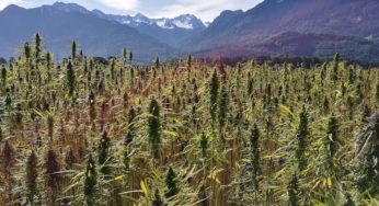 Why DEA’s hemp field test can benefit growers