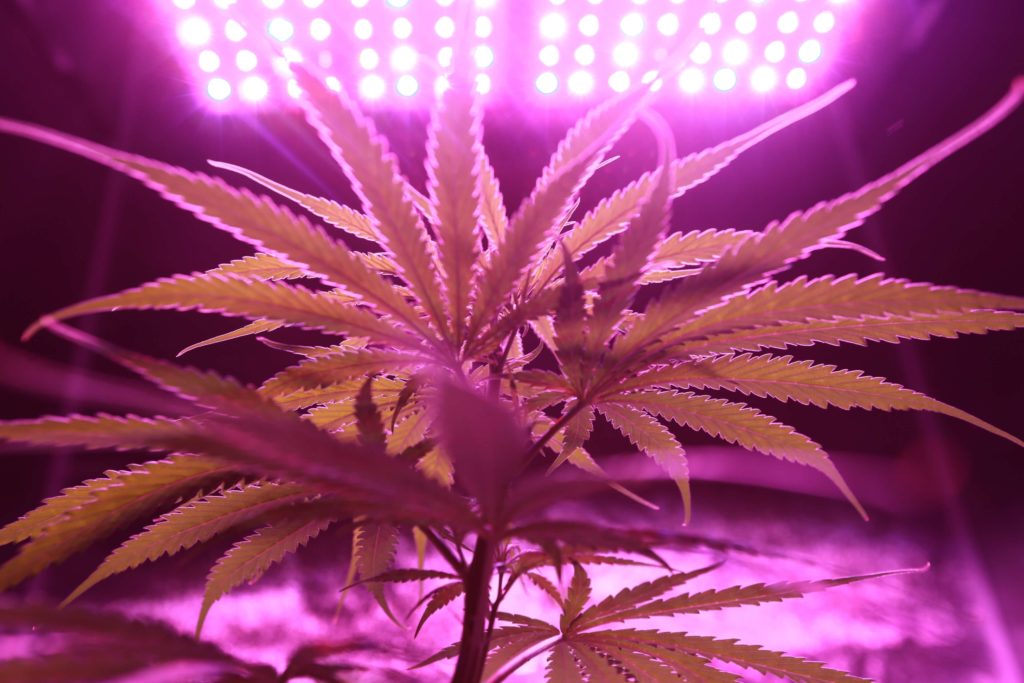 Germany will grow 7,200 kilos of medical cannabis