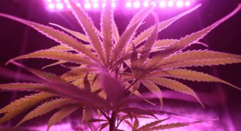 Germany will grow 7,200 kilos of medical cannabis