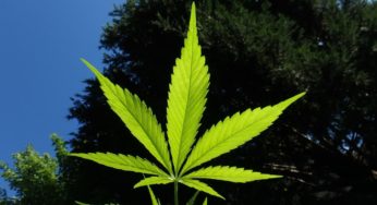 Why May was good for cannabis proponents in Germany