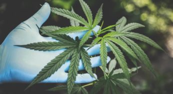 Curaleaf Holdings to takeover Cura Cannabis Solutions