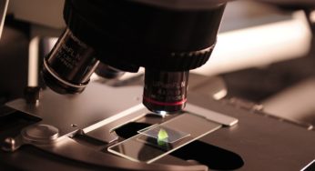 “High potency” cannabis varieties pose a particular risk to health