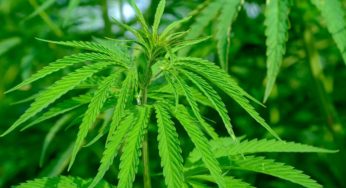 This Mexican town will soon cultivate medicinal cannabis